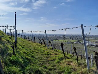 Terrassenweinberg Winter