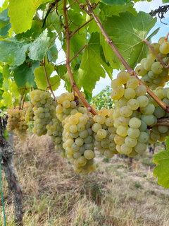 Silvaner-Trauben