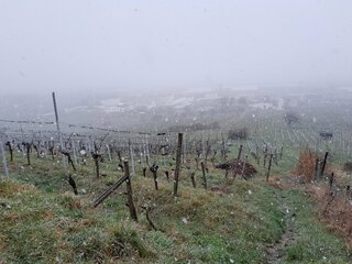 Terrassenweinberg im Winter