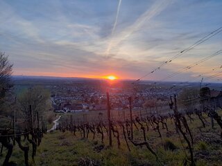 Terrassenweinberg Sonnenuntergang