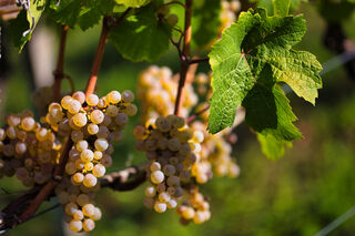 Riesling-Trauben