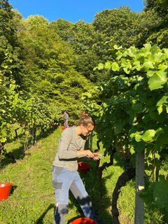 Winzerin Nora Konrad bei der Handlese