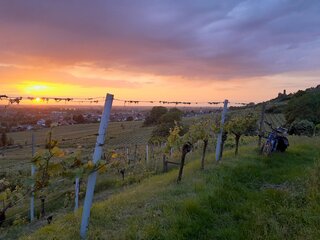 Terrassenweinberg Sonnenuntergang